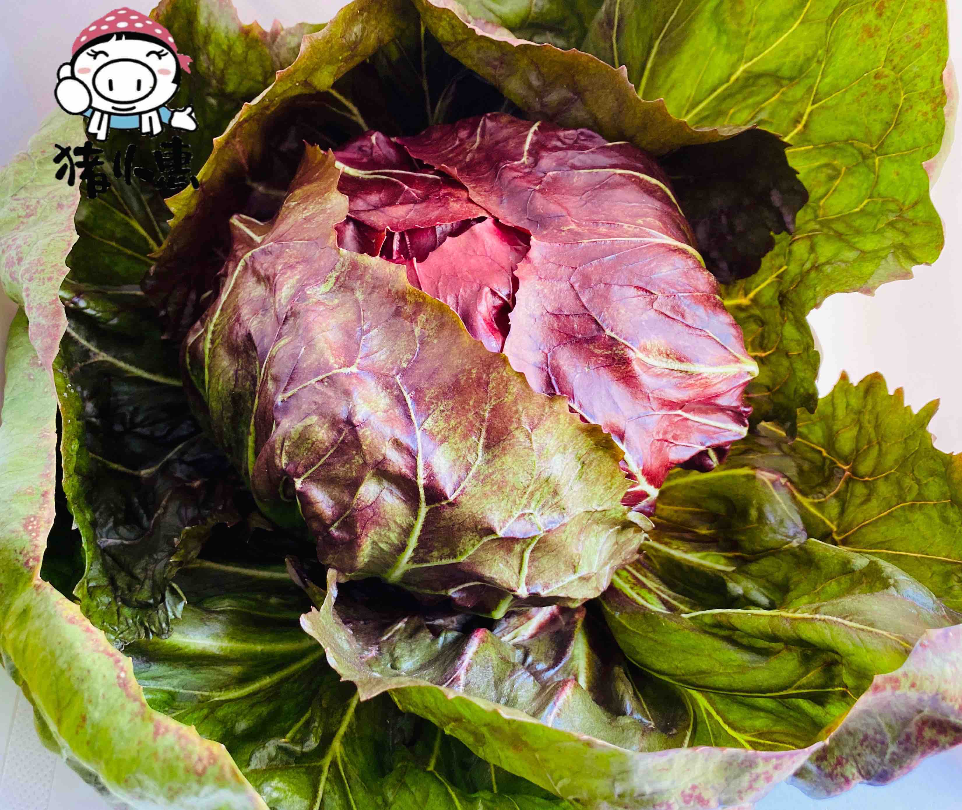 猪小惠 绿色无公害 红菊苣结球生菜
