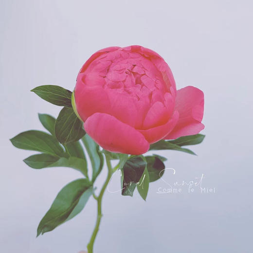 配花-芍药-落日珊瑚-10支 商品图0