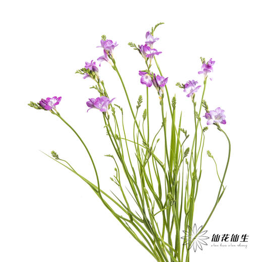 配花 | 小苍兰粉色 商品图8