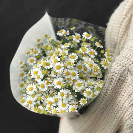 洋甘菊A 商品图4