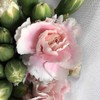 多头康乃馨·粉太子 商品缩略图0