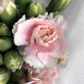 多头康乃馨·粉太子