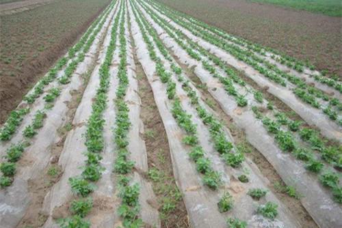 农用加厚透明塑料厚地膜 商品图2