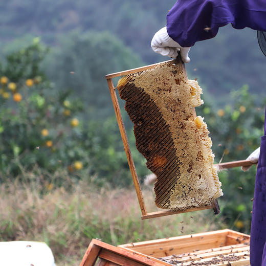 【秭归】秭归县三峡巧爷爷橙花蜜 500g/罐 商品图4