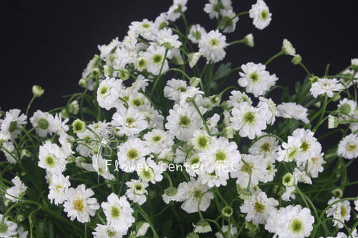 重瓣·洋甘菊（小女孩） 商品图1