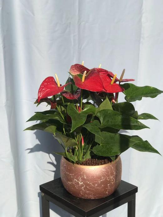 （东莞）鸿运当头&红掌&黄金万两 商品图1