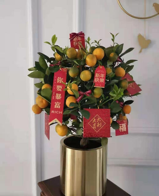 （东莞）年桔（盆） 商品图0