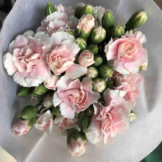 多头康乃馨·粉太子 商品图2