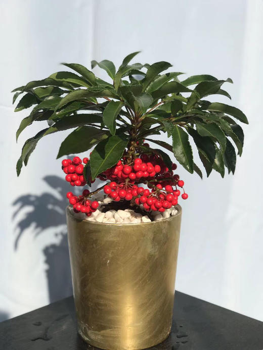 （东莞）鸿运当头&红掌&黄金万两 商品图2