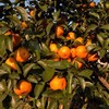 广西砂糖橘 商品缩略图3