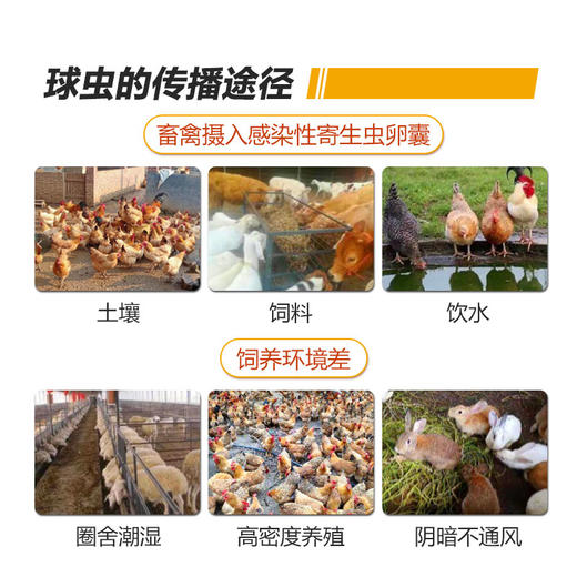 【巨球清】禽用30%磺胺氯吡嗪钠可溶性粉禽药抗球虫药治疗羊.鸡.兔等球虫病250g/袋 商品图3