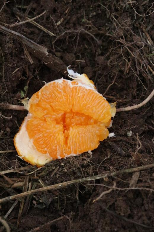 春见粑粑柑 6斤左右 商品图1