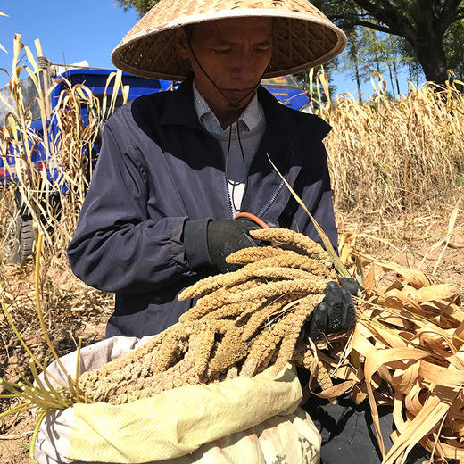 小米黄小米【产地直发】  山西沁州黄小米 农家月子米5斤 商品图2