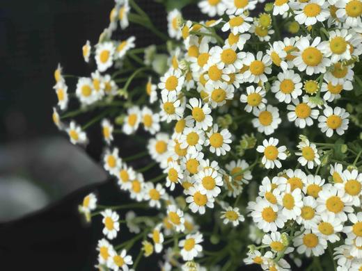 洋甘菊A 商品图1