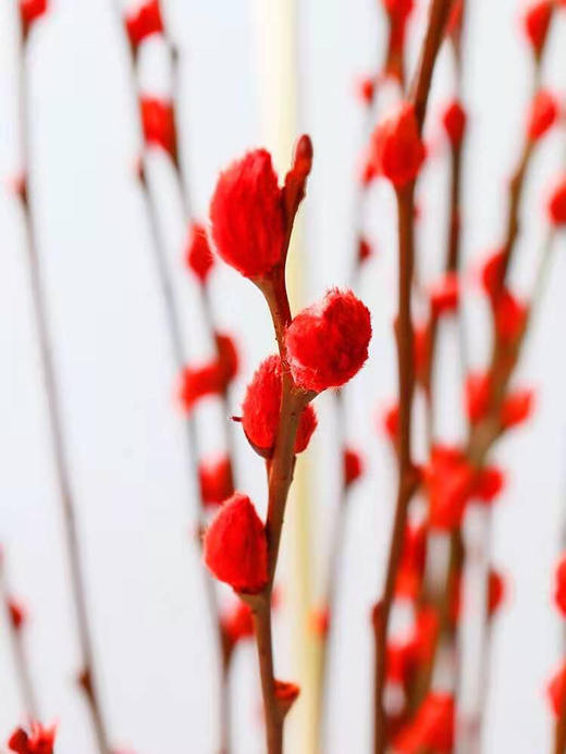 （东莞）银柳（扎） 商品图2