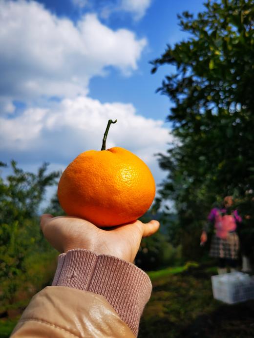 春见粑粑柑 6斤左右 商品图5