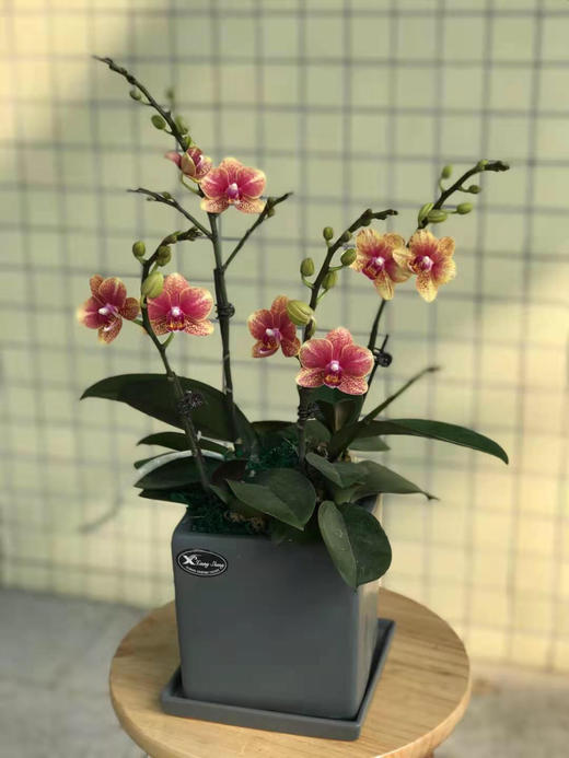 （东莞）兰花 商品图1