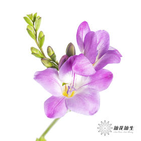 配花 | 小苍兰粉色