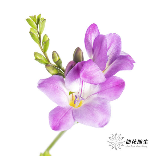 配花 | 小苍兰粉色 商品图0