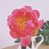 配花-芍药-落日珊瑚-10支 商品缩略图2