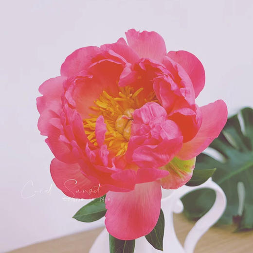 配花-芍药-落日珊瑚-10支 商品图2