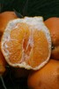 春见粑粑柑 6斤左右 商品缩略图0