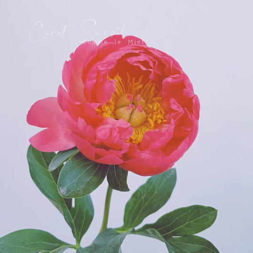 配花-芍药-落日珊瑚-10支 商品图1