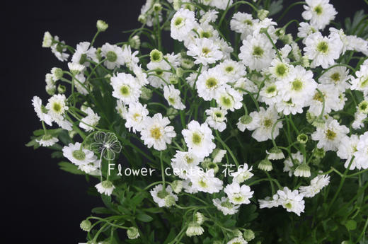 重瓣·洋甘菊（小女孩） 商品图0