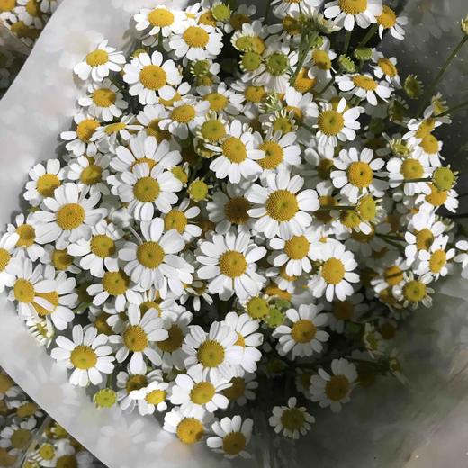 洋甘菊A 商品图2