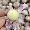 云南独头紫皮蒜   2斤装   （25个左右）精品果 商品缩略图10