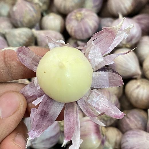 云南独头紫皮蒜   2斤装   （25个左右）精品果 商品图10