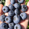 无糖有机蓝莓干 商品缩略图3