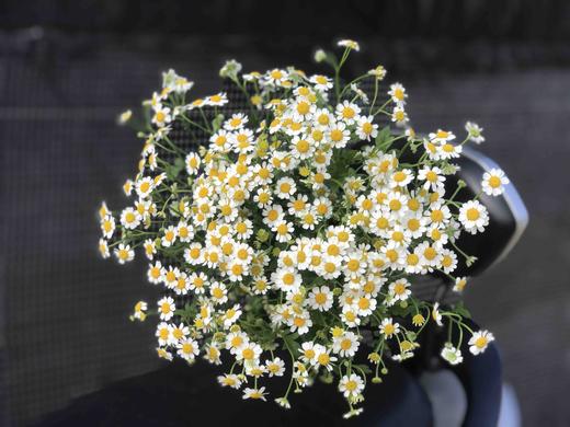 洋甘菊A 商品图0