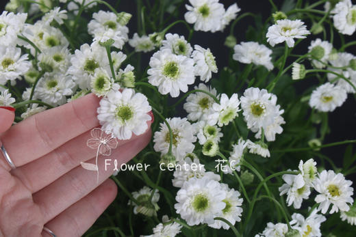 重瓣·洋甘菊（小女孩） 商品图2