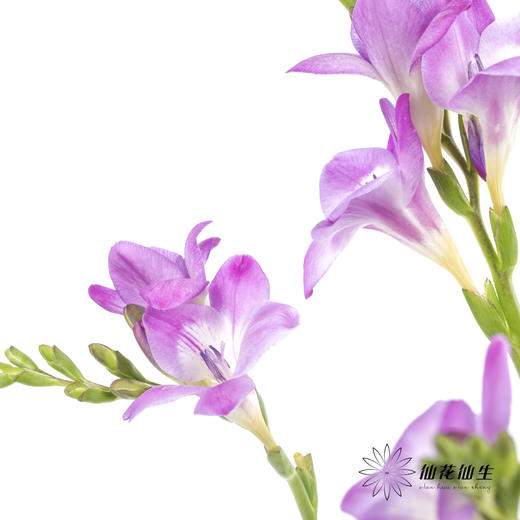 配花 | 小苍兰粉色 商品图7