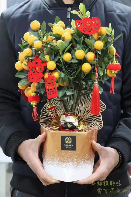 （东莞）年桔（盆） 商品图1