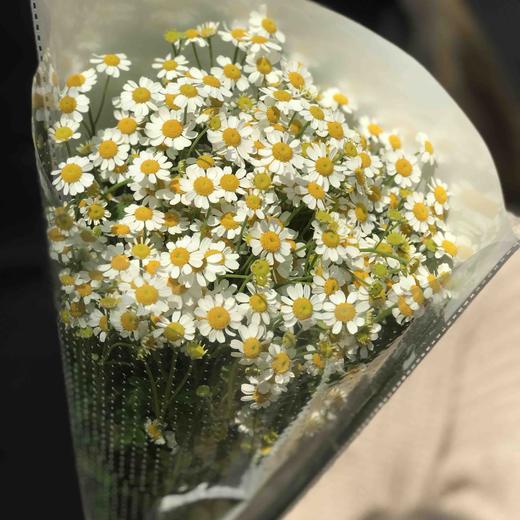 洋甘菊A 商品图5