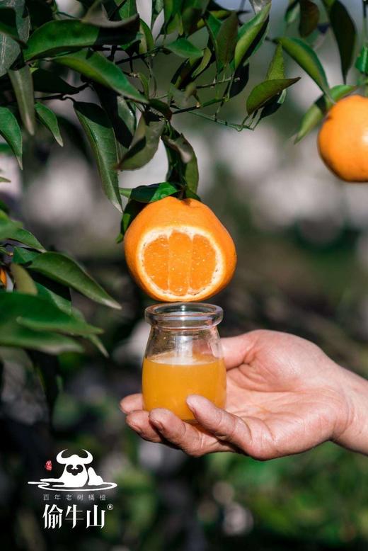 春见粑粑柑 6斤左右 商品图3