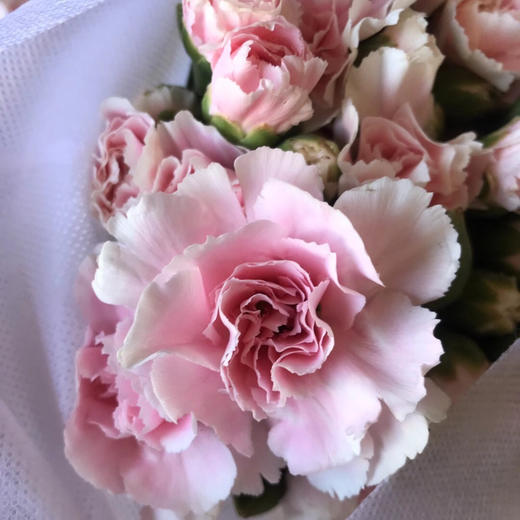 多头康乃馨·粉太子 商品图1