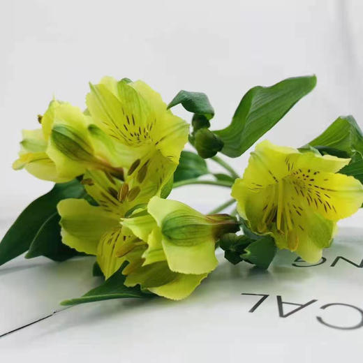 海盛六出花-黄莺-10支/扎 商品图2