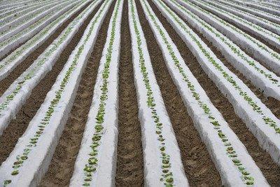 农用加厚透明塑料厚地膜 商品图1