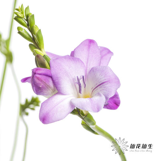 配花 | 小苍兰粉色 商品图3