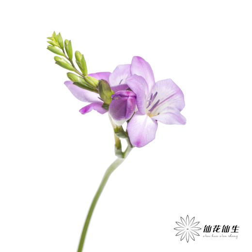 配花 | 小苍兰粉色 商品图1