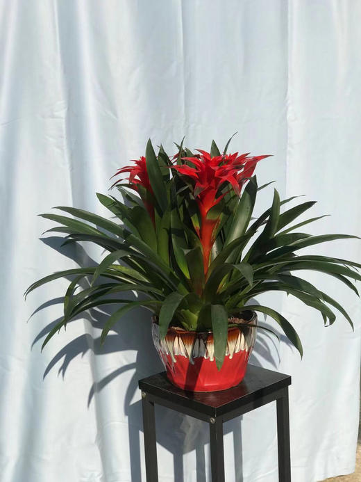 （东莞）鸿运当头&红掌&黄金万两 商品图0