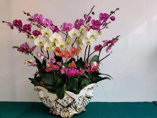 （东莞）兰花 商品图0