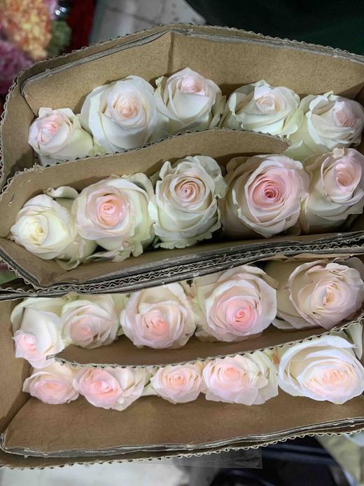 小白兔 商品图0