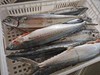 【野生】小马鲛鱼（净膛去除内脏后约550克-1000克/条） 商品缩略图1