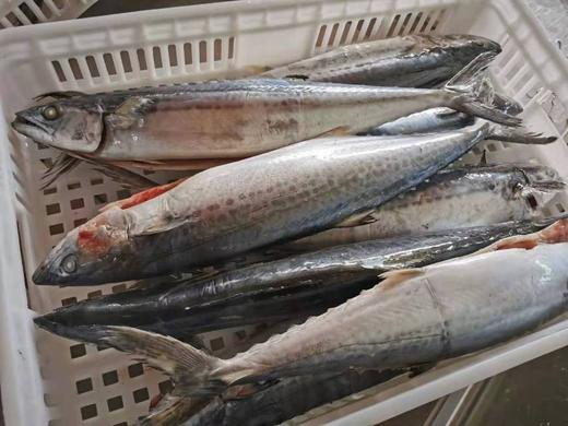 【野生】小马鲛鱼（净膛去除内脏后约550克-1000克/条） 商品图1