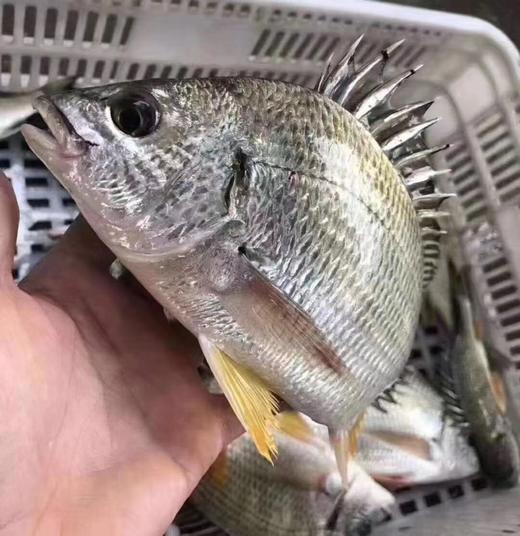 野生黄翅鱼（4斤）小船作业 商品图1