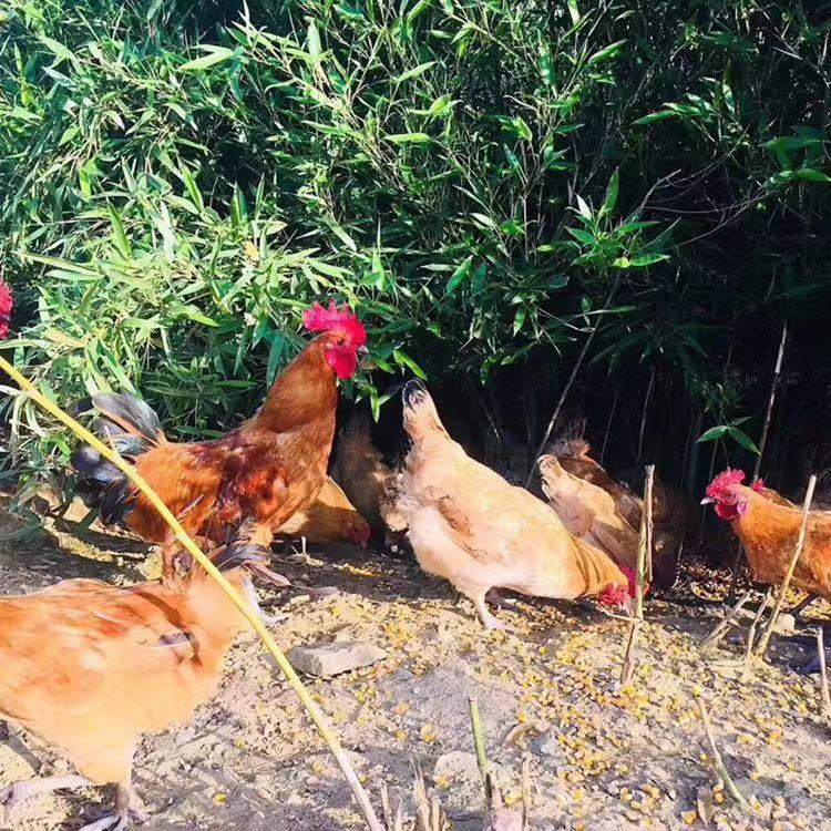 二象限散养鸡 | 记忆中的那口香味 贵州绥阳老母鸡，农户家中仅三两只自然散养，500天以上，贵州绥阳地方品种